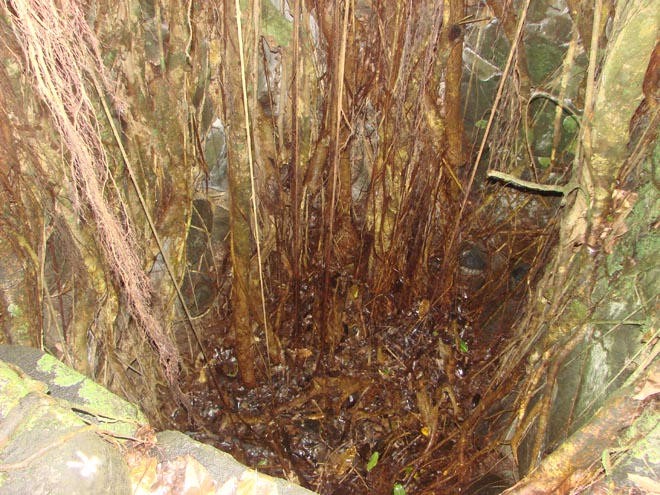 Pit under banyan tree used to store sacrifices © BW Media